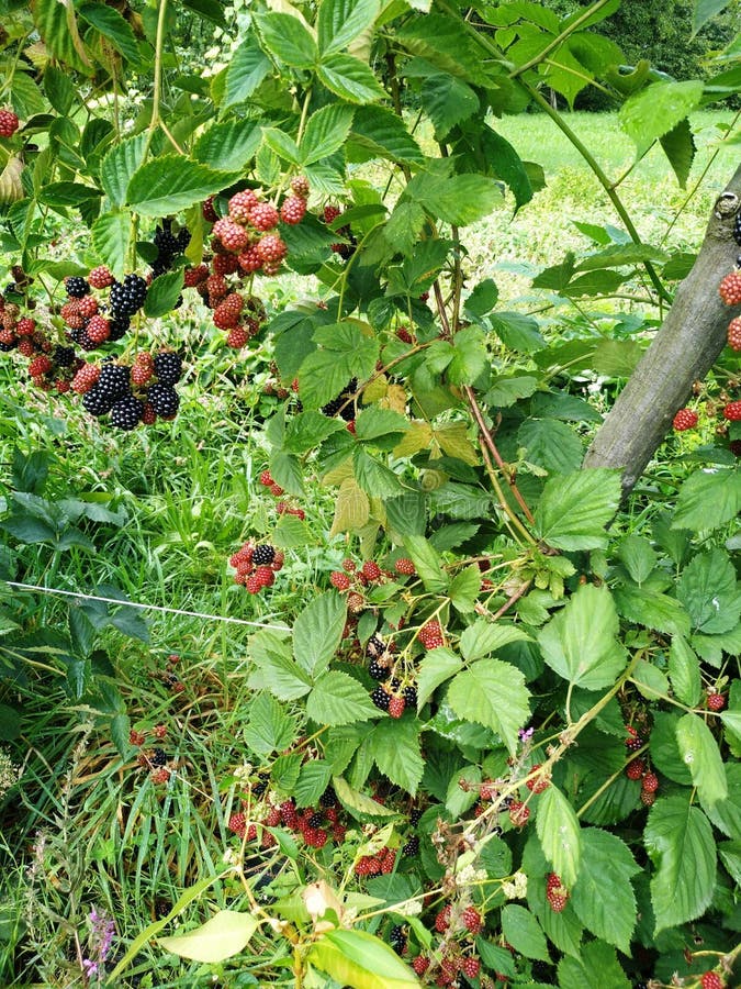 Fruiting Blackberries on the Plantation Stock Image - Image of