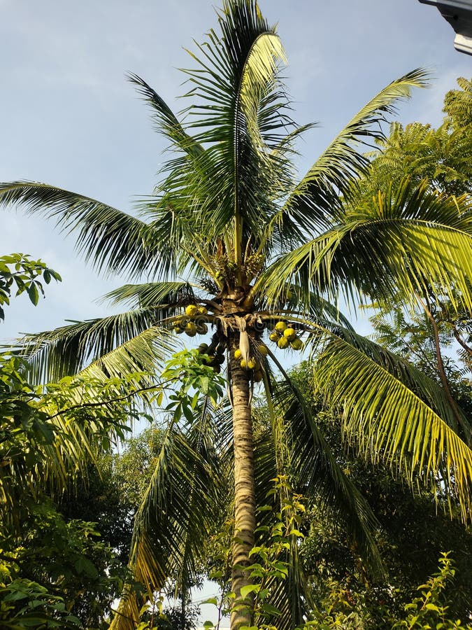 Fruiting coconut tree