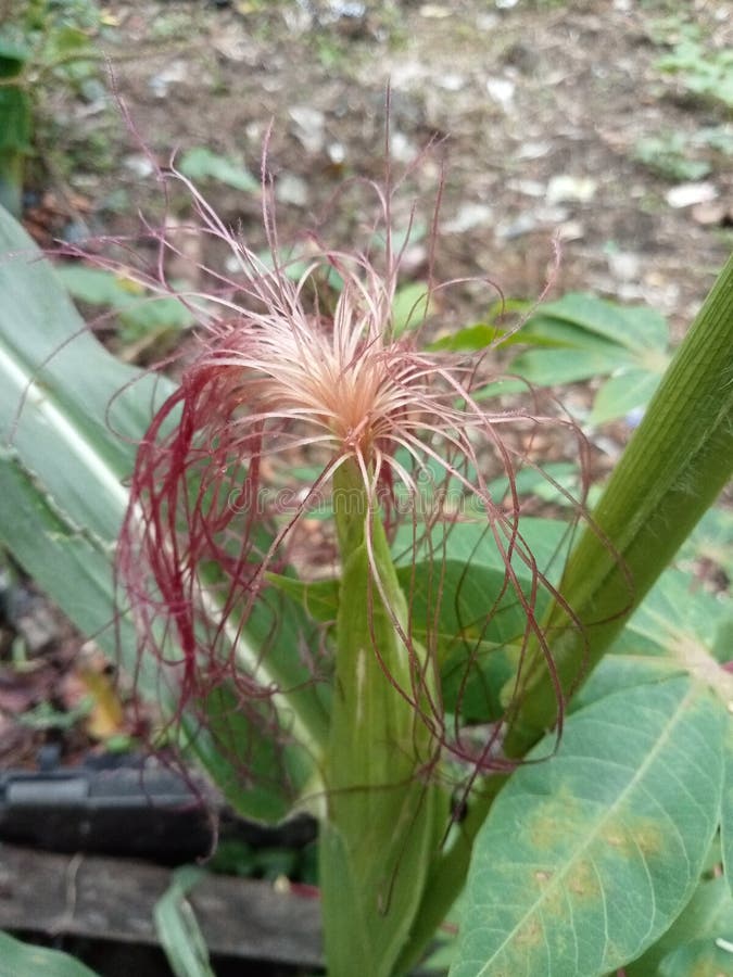 A Fruiting Corn Plant with Pink Hair Stock Image Image of tree, green