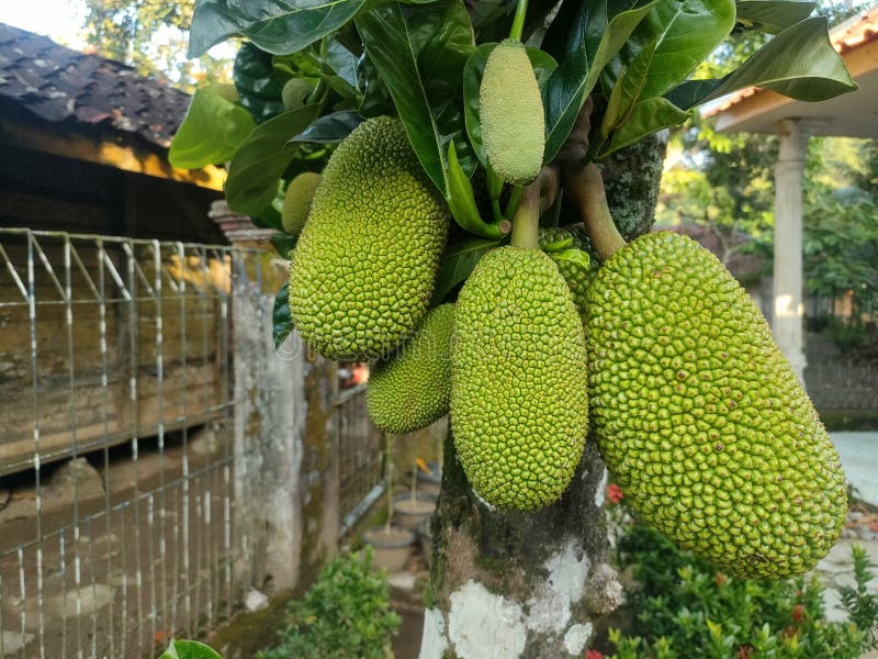 Fruiting jackfruit tree stock photo. Image of indonesia 280726968