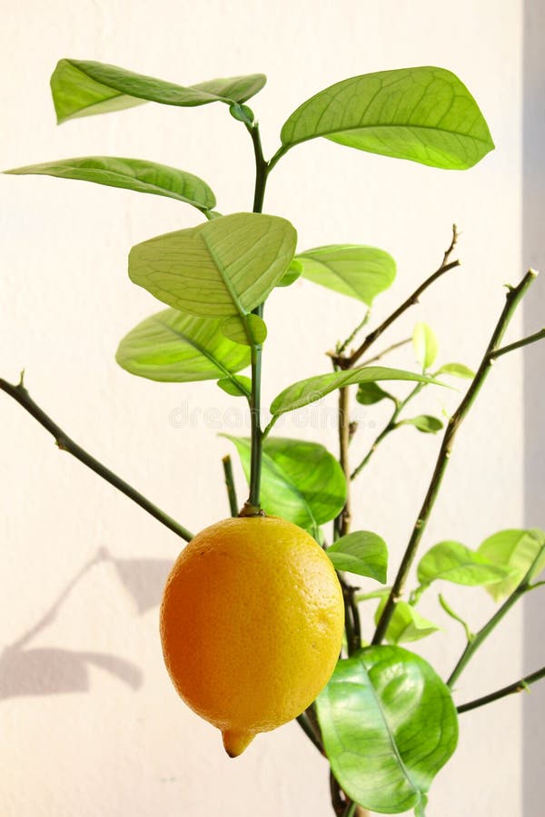 Fruiting Lemon Tree. Juicy Lemon on the Tree. Bright Citrus. Vitamin C