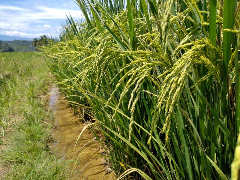 Fruiting rice in a village stock image. Image of green 215113873