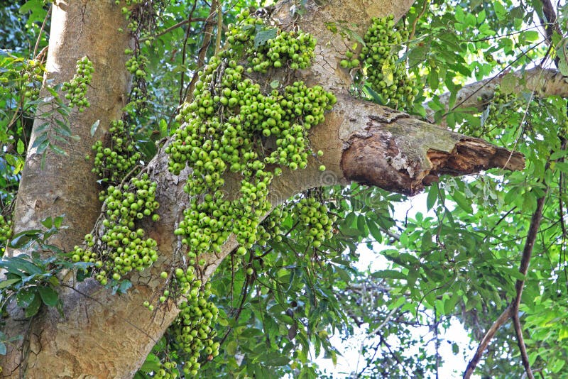Fruiting δέντρο σύκων στη φύση, δέντρο σύκων συστάδων, ινδικό δέντρο σύκων, racemosa Ficus στοκ φωτογραφία με δικαίωμα ελεύθερης χρήσης