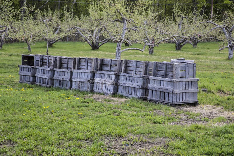 Wooden fruit crates lined up and ready in an apple orchard. Wooden fruit crates lined up and ready in an apple orchard.