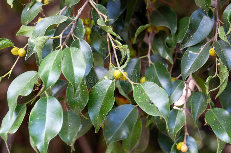 Fruits of a Benjamin Fig, Ficus Benjamina Stock Photo - Image of flower