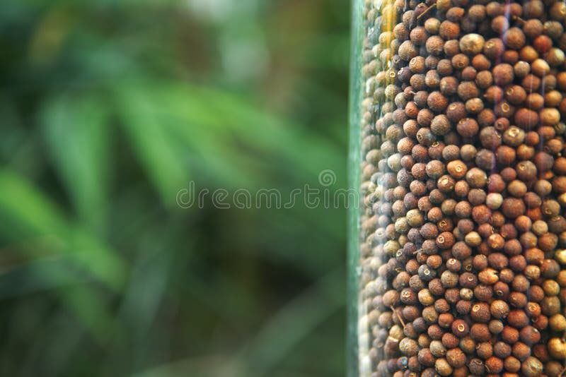 Fruits of black pepper stock photo. Image of leaf, flavouring 26970230