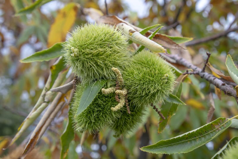 The fruits of brown sweet chestnut fruits on the background of autumn foliage