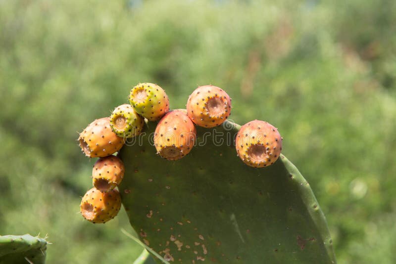 The Fruits of the Cactus Grow on a Cactus in the Garden. Stock Image