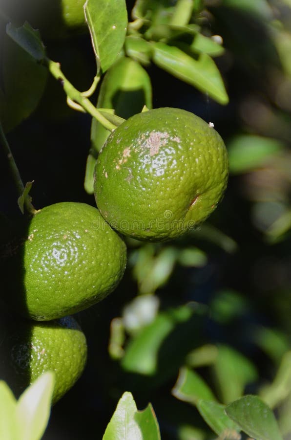 The Fruits of Carioca Tangerine in the Sun Stock Photo Image of