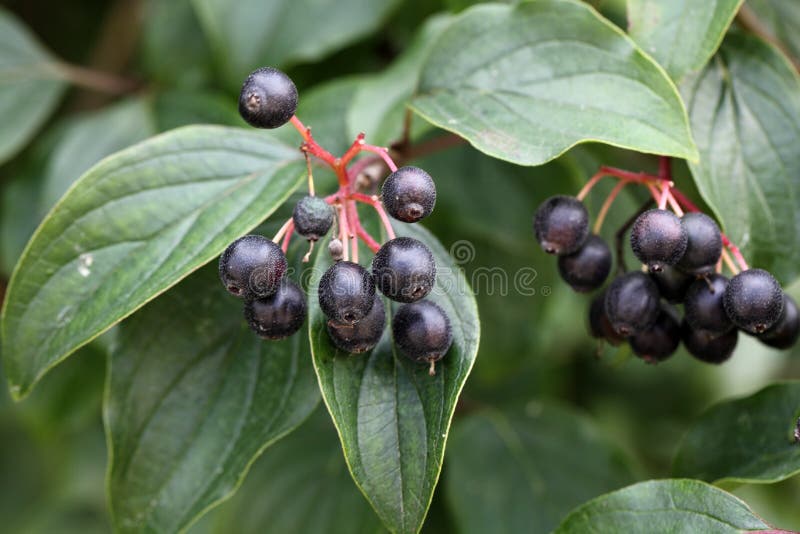 Fruits communs de cornouiller photographie stock Fruits communs de cornouiller photographie stock