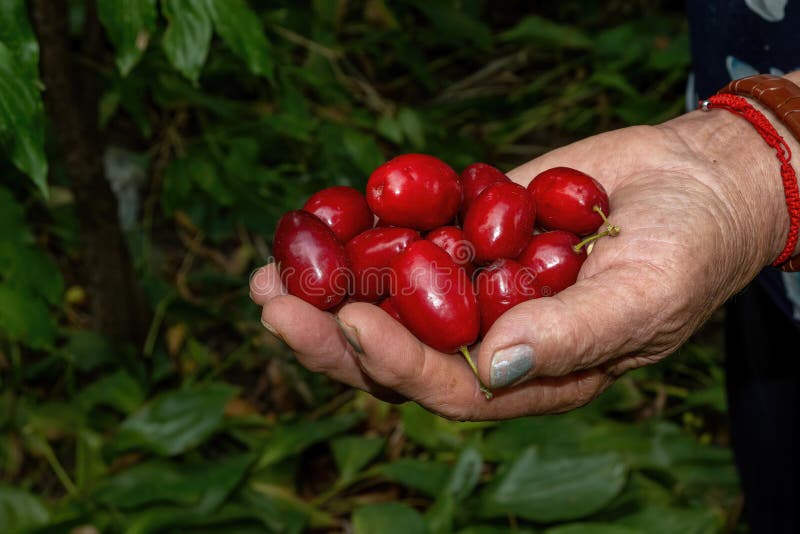 Fruits of a Cornelian Cherry Cornus Mas Stock Image - Image of ...