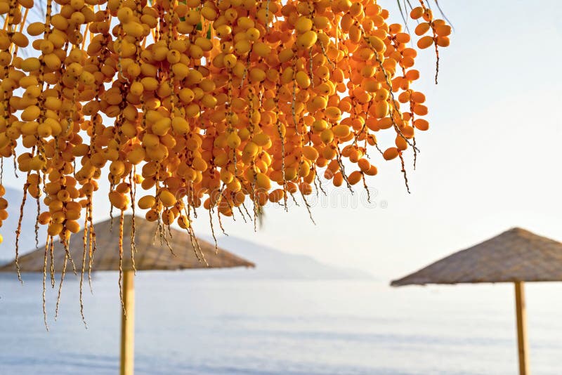 Fruits of date palm tree against a beach landscape