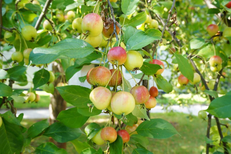Fruits de crabapple de Riping sur une branche d'arbre photos stock Fruits de crabapple de Riping sur une branche d'arbre photos stock