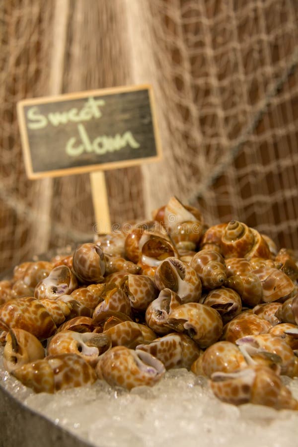 Fruits De Mer Doux De Palourde Sur La Glace Photo stock - Image du
