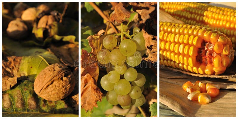 Fruits et légumes d'automne photographie stock libre de droits Fruits et légumes d'automne photographie stock libre de droits