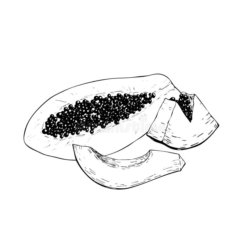 Fruits exotiques tirés par la main de vecteur Ingrédients gravés de bol de smoothie Nourriture douce tropicale Papaye, entier, de illustration de vecteur Fruits exotiques tirés par la main de vecteur Ingrédients gravés de bol de smoothie Nourriture douce tropicale Papaye, entier, de illustration de vecteur