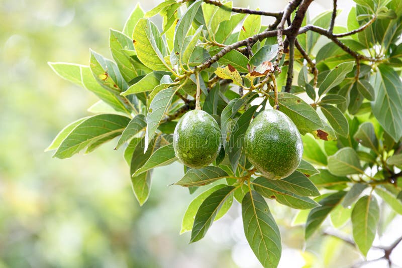 fruits frais Avocado photographie stock fruits frais Avocado photographie stock
