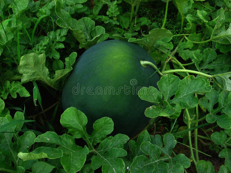 Fruits from The Garden