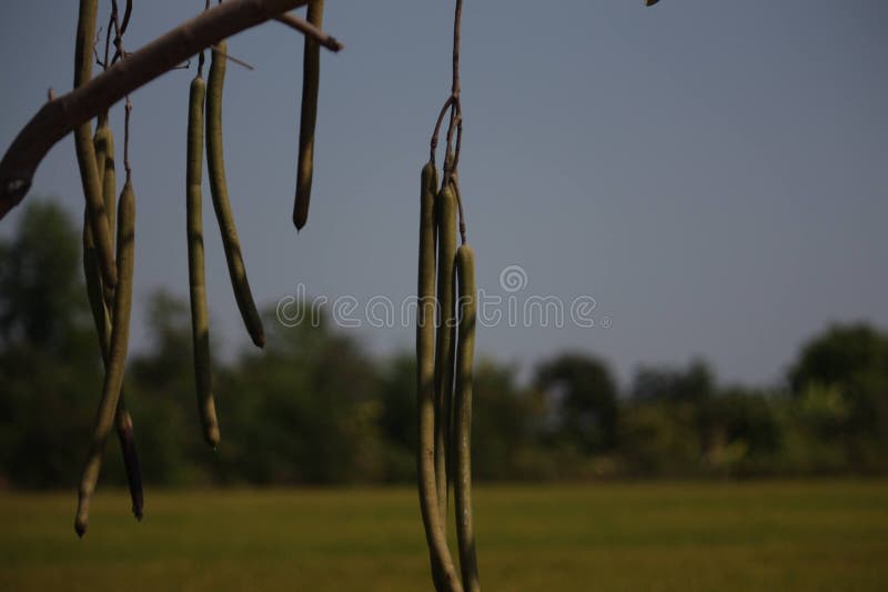 The Fruits of the Golden Shower, Golden Shower, Indian Laburnum ...