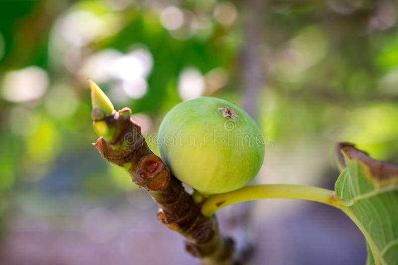 Fruits Green Fig on the Tree with Leaves Stock Photo Image of food