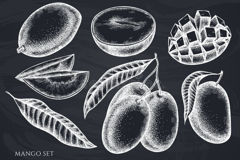 Chalk Mango Stock Illustrations 186 Chalk Mango Stock Illustrations