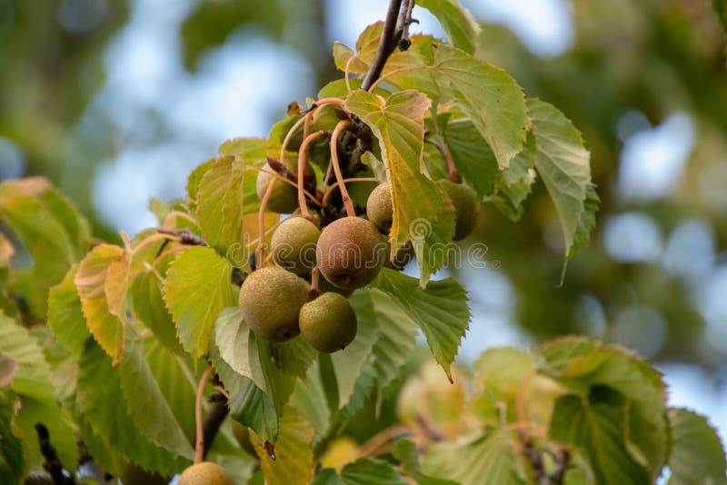 Fruits of the Handkerchief Tree. Stock Image Image of garden, nature