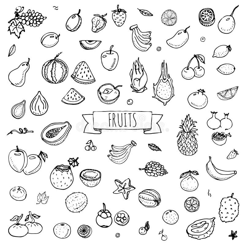Vector Set Of Different Hand Drawn Fruit  Black Line Isolation Royalty  Free SVG Cliparts Vectors And Stock Illustration Image 43643030