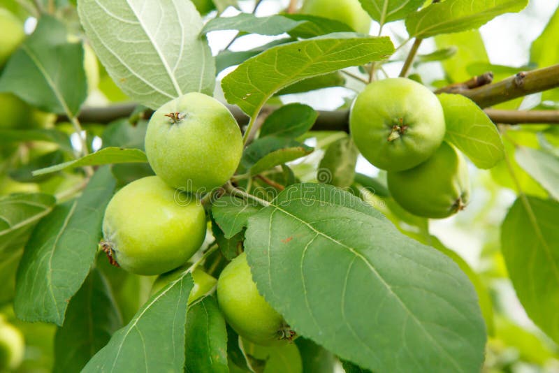 Immature Fruits And White Skin Fruits of Immature Apples on the Branch of Tree Stock Photo - Image of