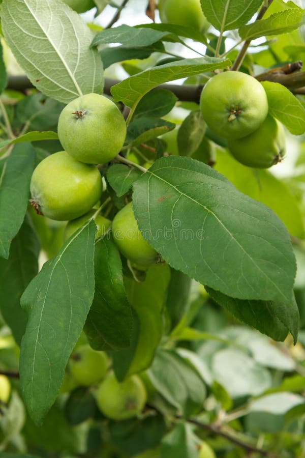 Immature Fruits And White Skin Fruits of Immature Apples on the Branch of Tree Stock Photo - Image of