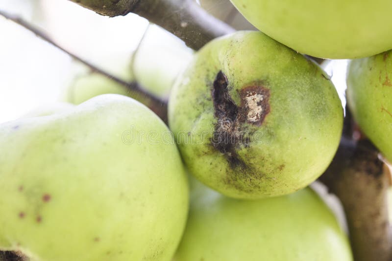 Fruits Infected by the Apple scab Venturia inaequalis