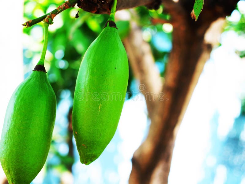 Fruits of kapok tree stock photo. Image of kapok, fiber 57047714
