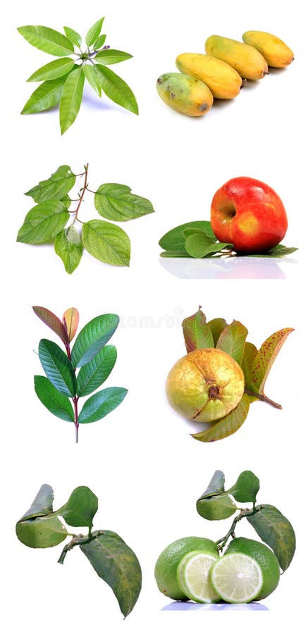Fruits and leaves