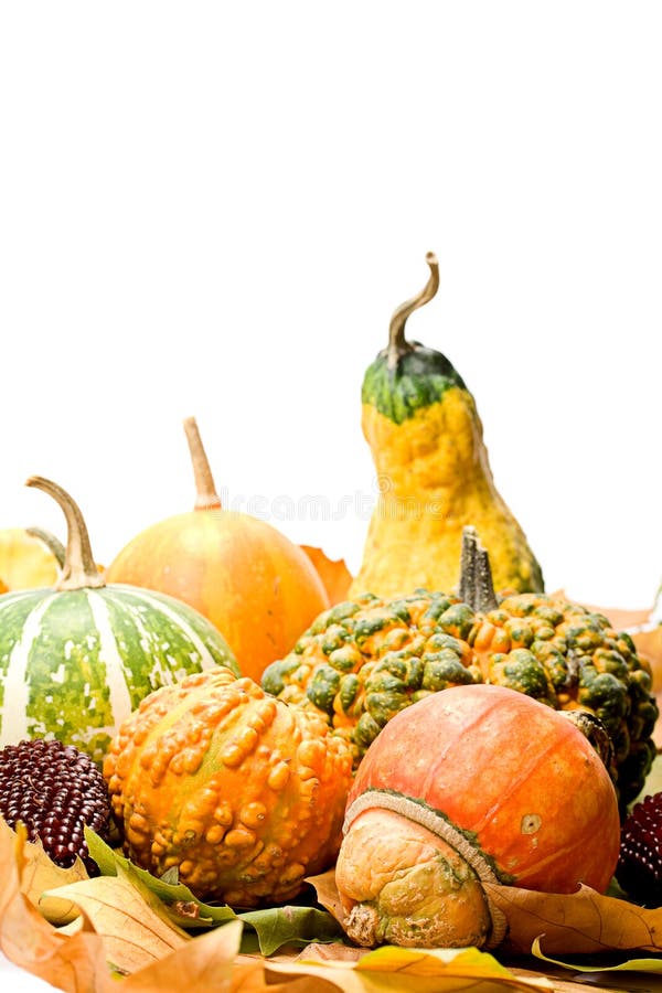 Fruits Leaves and Vegetables Stock Image Image of leaf, squash 3574085