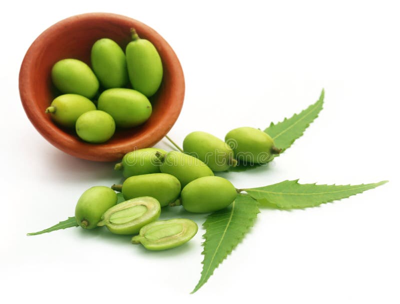 Fruits médicinaux de neem image libre de droits Fruits médicinaux de neem image libre de droits