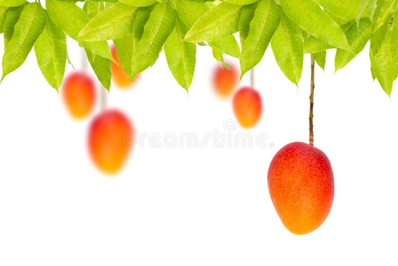 Fruits mûrs rouges de mangue accrochant sur l'arbre images libres de droits Fruits mûrs rouges de mangue accrochant sur l'arbre images libres de droits