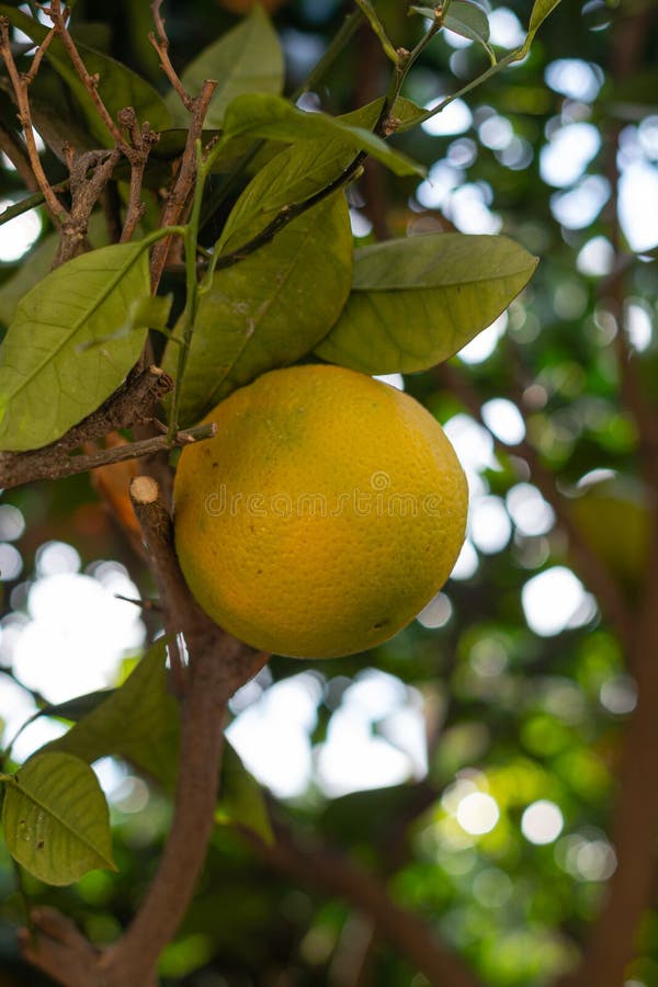Fruits of an Orange Tree, Sunripened Citrus Fruit in a Plantation