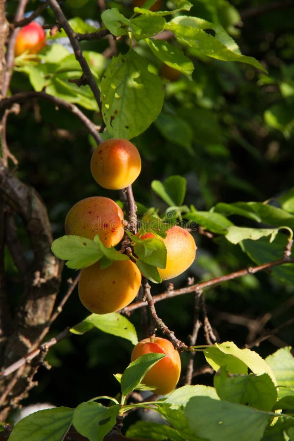 Fruits of plum stock image. Image of leaf, yellow, food 33834183