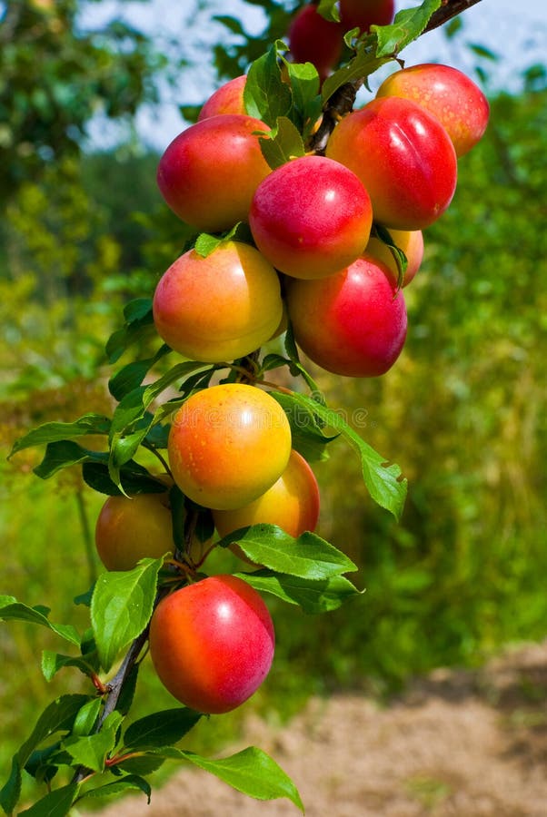 Fruits of plum tree stock image. Image of green, agronomy 10465909