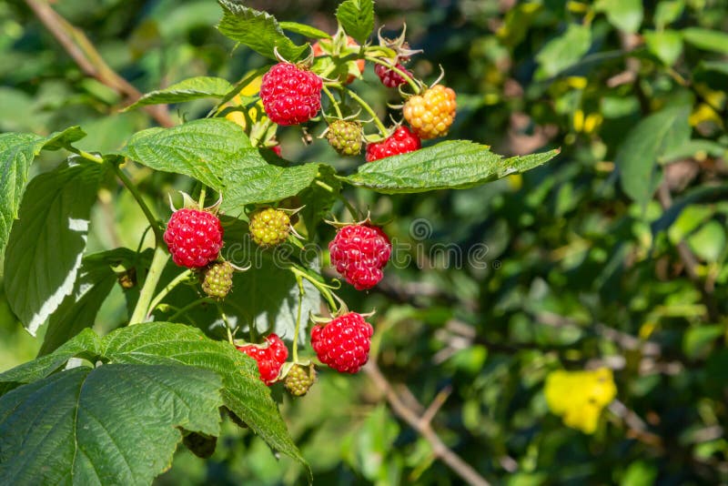 Fruits of Raspberry and Green Leaves on a Bush Branch Stock Image
