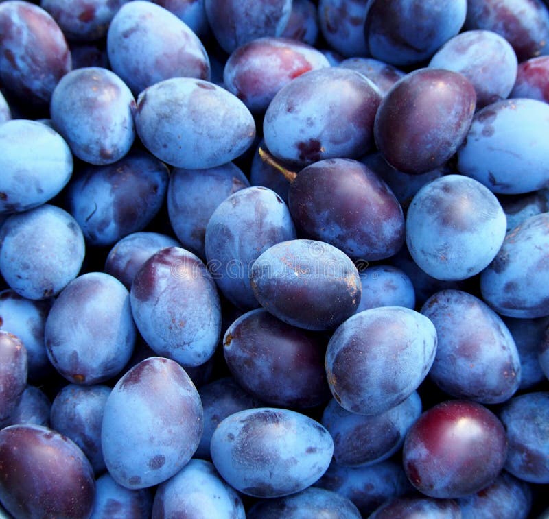 Fruits of Ripe Plum As Background Stock Photo Image of market