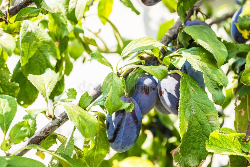 Fruits ripe plums stock photo. Image of macro, organic 79191446