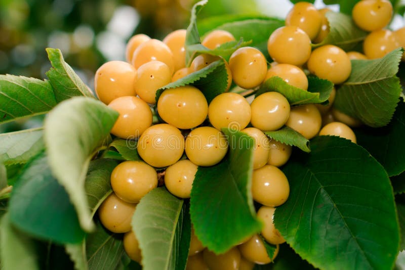 The Fruits of Ripe Yellow Cherries Weigh on a Tree Branch Stock Image
