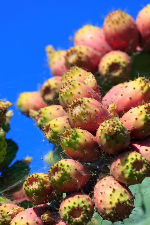 Wild-growing prickly pear cactuses with red fruits against clear blue sky. Wild-growing prickly pear cactuses with red fruits against clear blue sky