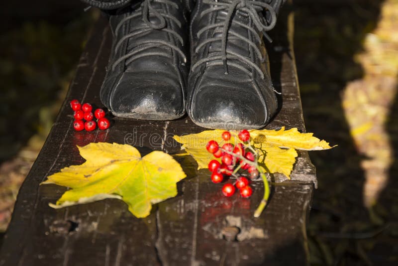 Fruits rouges et feuilles d'automne jaunes photographie stock libre de droits Fruits rouges et feuilles d'automne jaunes photographie stock libre de droits