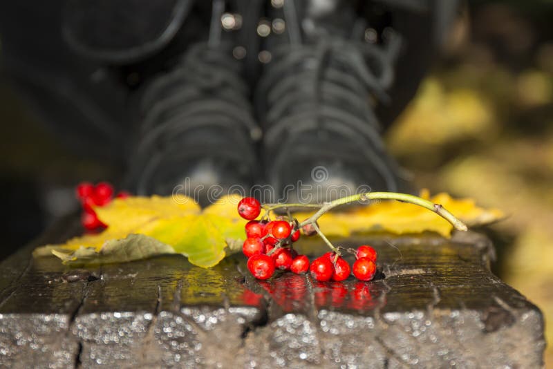Fruits rouges et feuilles d'automne jaunes photo stock Fruits rouges et feuilles d'automne jaunes photo stock