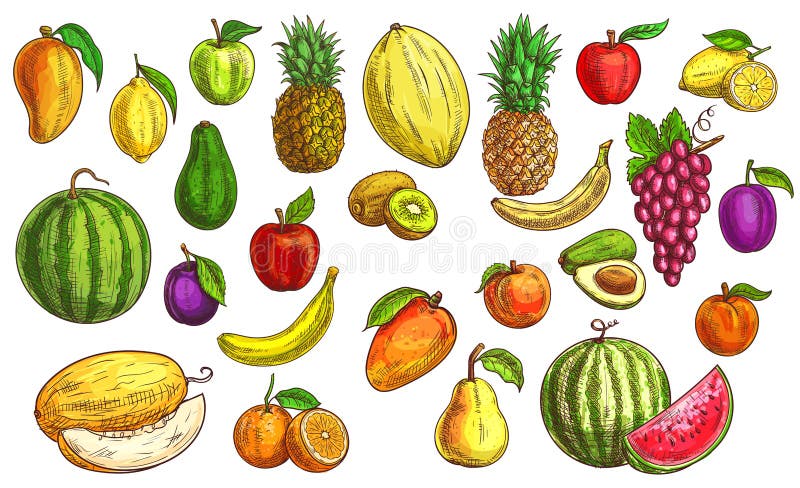 Free Vectors | Fruit colored pencil