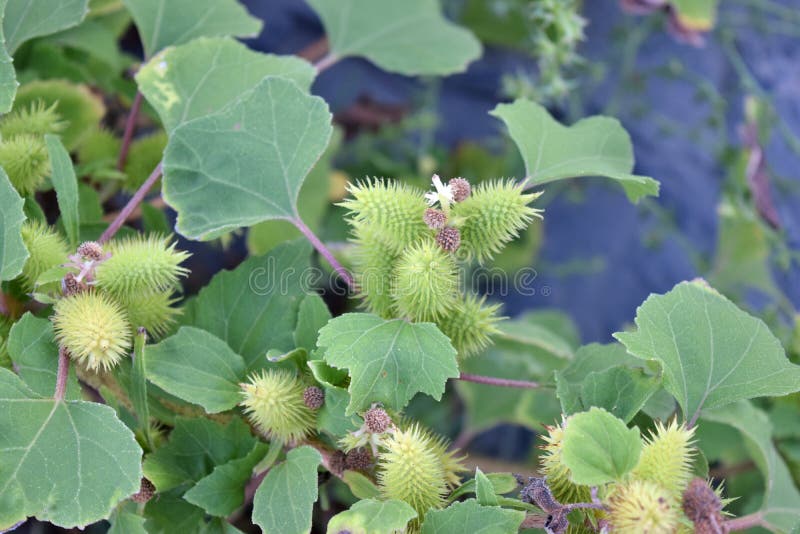 Fruits spiny xanthium stock image. Image of plants, fruits 77877481