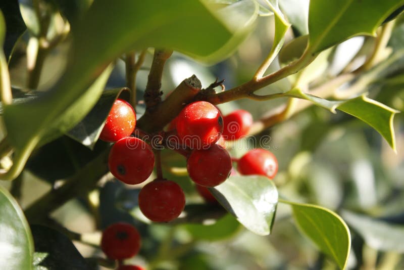 The fruits of spring stock photos