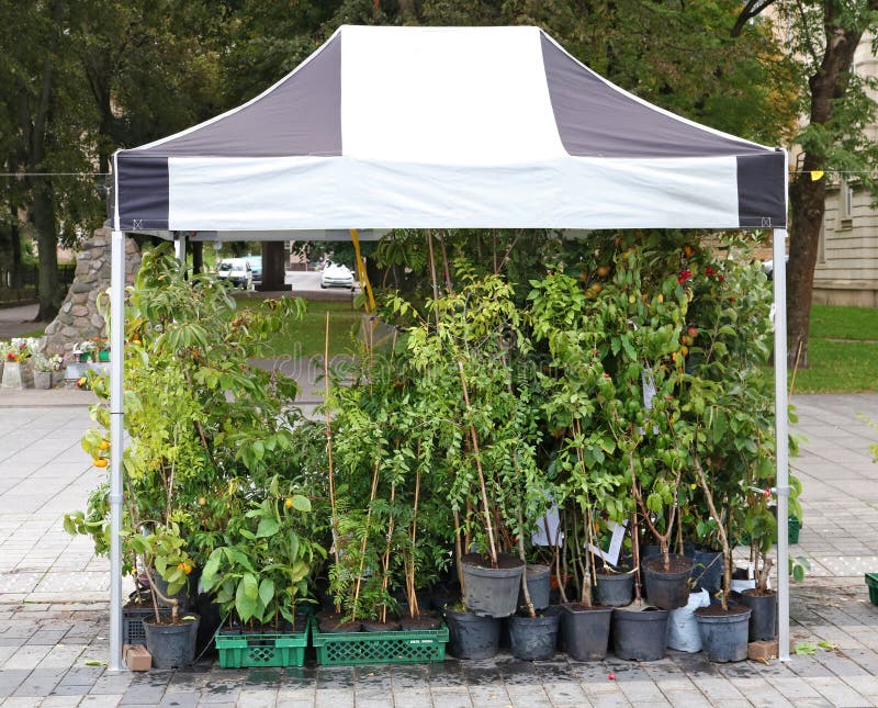 Fruits Trees Plants for Garden in Plastic Pots are Sold on the Street