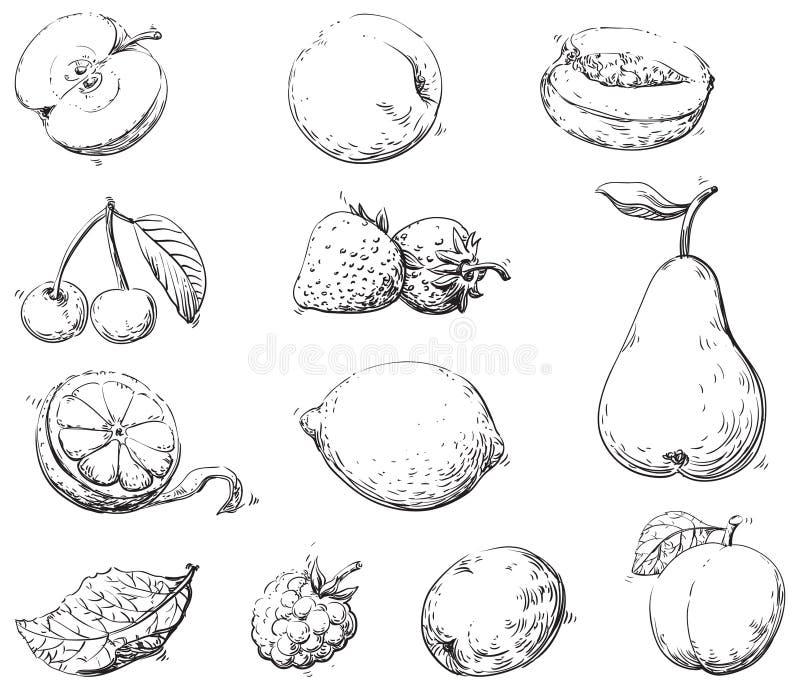 Fruits stock illustration